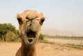 Portrait of funny camel head, Sharjah, UAE Royalty Free Stock Photo