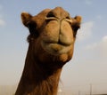 Portrait of funny camel head, Sharjah, UAE Royalty Free Stock Photo