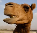 Portrait of funny camel head, Sharjah, UAE Royalty Free Stock Photo