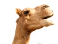 Portrait of funny camel head, Sharjah, UAE Royalty Free Stock Photo