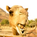 Portrait of funny camel head, Sharjah, UAE Royalty Free Stock Photo