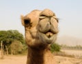 Portrait of funny camel head, Sharjah, UAE Royalty Free Stock Photo