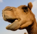 Portrait of funny camel head, Sharjah, UAE Royalty Free Stock Photo