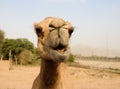 Portrait of funny camel head, Sharjah, UAE Royalty Free Stock Photo