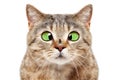 Portrait of funny cat with a fly on his nose Royalty Free Stock Photo