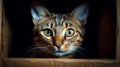 Portrait of a funny cat looking out of the box. AI Generative Royalty Free Stock Photo