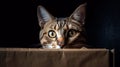 Portrait of a funny cat looking out of the box. AI Generative Royalty Free Stock Photo