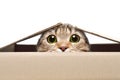 Portrait of a funny cat looking out of the box Royalty Free Stock Photo