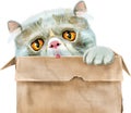 Portrait of a funny cat looking out of the box. Royalty Free Stock Photo
