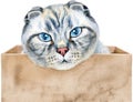 Portrait of a funny cat looking out of the box. Royalty Free Stock Photo