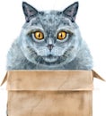 Portrait of a funny cat looking out of the box. Royalty Free Stock Photo