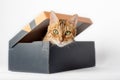 Portrait of a funny cat looking out of a box on a white background Royalty Free Stock Photo