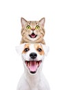 Portrait of funny cat Scottish Straight on the head of a Jack Russell Terrier Royalty Free Stock Photo