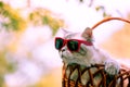 Portrait of a funny cat in sunglasses lying in a basket Royalty Free Stock Photo