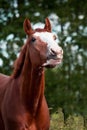 Portrait of funny chestnut horse smiling Royalty Free Stock Photo