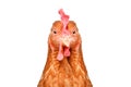 Portrait of a funny chicken