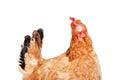 Portrait of a funny chicken isolated on white background Royalty Free Stock Photo