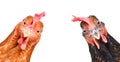 Portrait of a funny chickens
