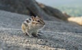 Portrait of a funny chipmunk with with huge jowls