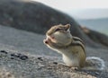 Portrait of a funny chipmunk with with huge jowls