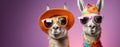 Portrait of funny couple two llamas ready for summer vacations wearing sun hats and sunglasses looking at camera.