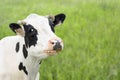 The portrait of funny cow on the background of green field Royalty Free Stock Photo