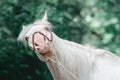 portrait of funny crazy isabelline horse