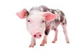 Portrait of a funny curious pig Royalty Free Stock Photo