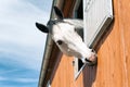 Portrait of funny curious thoroughbred gray horse in stable wind Royalty Free Stock Photo