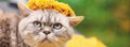 Portrait of funny cute cat crowned flower chaplet Royalty Free Stock Photo