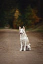 Funny cute eskimo dog with blue eyes sits on the road and licks lips and nose with tongue in autumn forest in daytime