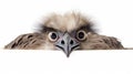 Portrait of a funny and cute Male ostrich upside down, head down. generative ai