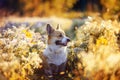 Portrait funny cute puppy dog a red haired Corgi sits on a summer meadow and smiles contentedly against a background bathed in the