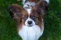 Portrait of a funny and cute purebred papillon dog looking at the camera. Pedigreed continental toy spaniel standing on the grass