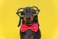 Portrait of funny dachshund puppy with silly look, wearing pink bow-tie and old-fashioned glasses for vision correction