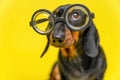 Portrait of funny dachshund puppy with suspicious look, who looks up while wearing old-fashioned glasses for vision