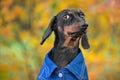 Portrait of funny dachshund puppy wearing blue cotton shirt, who looks askance at someone with a suspicious look during