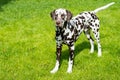 portrait of a funny dalmatian on meadow.dalmatian dog with brown spots. purebred pets from 101 dalmatian movie with