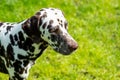portrait of a funny dalmatian on meadow.dalmatian dog with brown spots. purebred pets from 101 dalmatian movie with