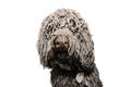 Portrait funny dirty poodle puppy dog after play in a mud puddle. Isolated on white background Royalty Free Stock Photo