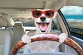 Portrait of a funny dog behind the wheel of a car Royalty Free Stock Photo