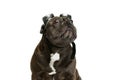 Portrait of funny dog, black color French bulldog in eyewear isolated over white background. Concept of activity, pets Royalty Free Stock Photo
