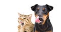 Portrait of funny dog breed Jagdterrier and cat Scottish Straight licks