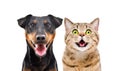 Portrait of funny dog breed Jagdterrier and cheerful cat Scottish Straight Royalty Free Stock Photo