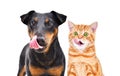 Portrait of funny dog breed Jagdterrier and cheerful kitten licks together Royalty Free Stock Photo