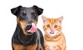 Portrait of funny dog breed Jagdterrier and red kitten Scottish Straight licks Royalty Free Stock Photo