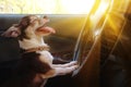 Portrait of funny dog chihuahua squinting from sun behind wheel of car. Happy cute pet with eyes closed and protruding tongue Royalty Free Stock Photo