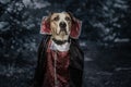 Portrait of funny dog dressed up for halloween as dracula vampire in dark moonlit forest. Cute serious staffordshire terrier