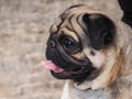Portrait of a funny dog. Folded muzzle of a pug Royalty Free Stock Photo