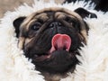 Portrait of a funny dog. Folded muzzle of a pug Royalty Free Stock Photo